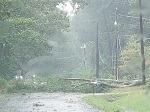 Storm damage fallen trees